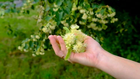 Linden trees bloom in the garden. Selective focus. Stock Footage 318174725