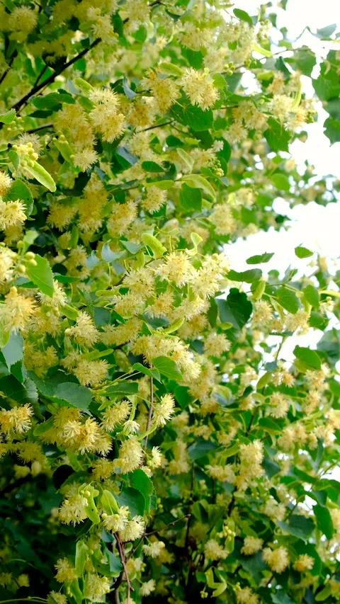 Linden trees bloom in the garden. Selective focus. Stock Footage 318176991