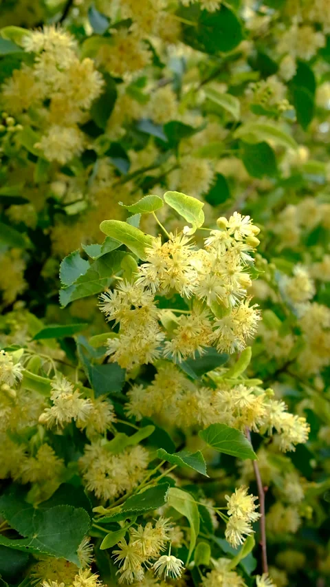 Linden trees bloom in the garden. Selective focus. Stock Footage 318177249