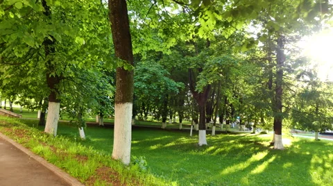 Linden trees park summer Stock Footage 66745104