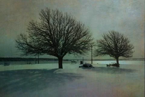 Linden trees Stock Photos