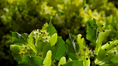 Linden undulates on wind Stock Footage 64268699