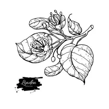 Linden vector drawing set. Isolated lime tree flower and leaves. Herbal eng.. Stock Illustration