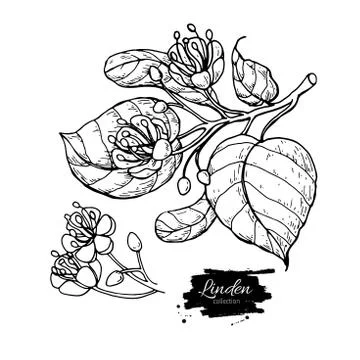 Linden vector drawing set. Isolated lime tree flower and leaves. Herbal eng.. Stock Illustration