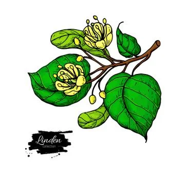 Linden vector drawing set. Isolated lime tree flower and leaves. Herbal eng.. Stock Illustration