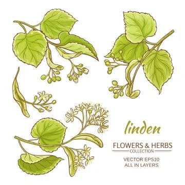 Linden vector set Stock Illustration