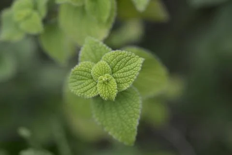 Lindenleaf sage Stock Photos