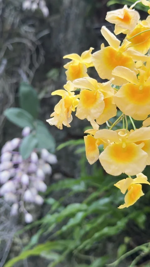 Lindley's Dendrobium Orchid, also known as Dendrobium lindleyi drifts Stockbeeldmateriaal 336572926