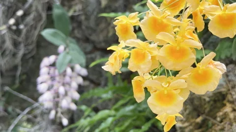Lindley's Dendrobium Orchid drifts in a soft breeze among other fauna. Stockbeeldmateriaal 336573157