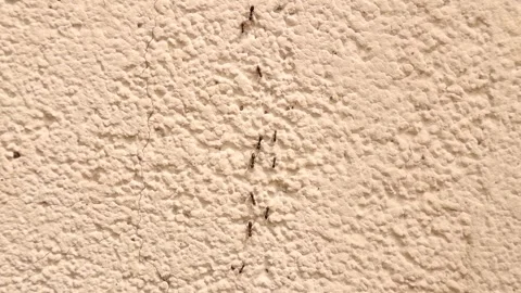 Line of ants. Group of ants crawling on the wall.  Trail of ants. Social insects Stock Footage 284080950