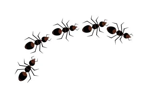 Line of ants isolated on white background. Insect trail. Ant column. Stock Illustration