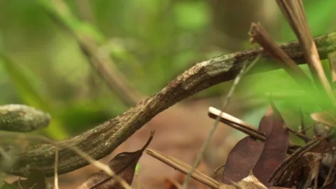 Line of Ants Marching Across Tree Branch on Forest Floor Stock Footage 344922218