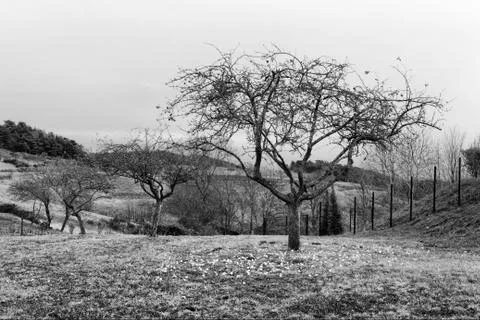 Line of apple tree Stock Photos
