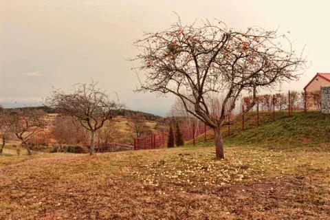 Line of apple tree Stock Photos