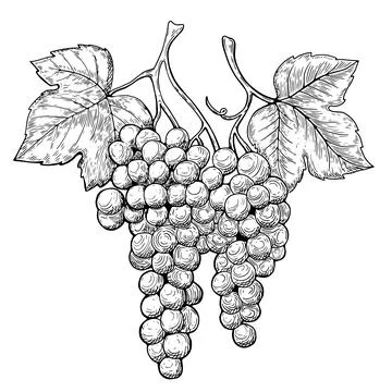 Line art drawing of grape leaf vine. Stock Illustration