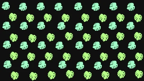 Line art drawing monstera pattern, motion Stock Footage 274329063