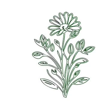 Line Art Drawing of a Simple Daisy Flower Stock Illustration
