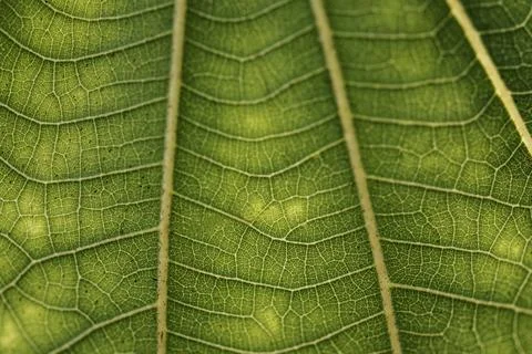 Line art pattern on dark green dwarf white leaf texture Stock Photos