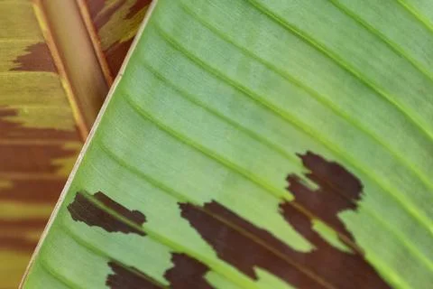 Line art pattern on dwarf cavendish banana leaves texture macro photography Stock Photos
