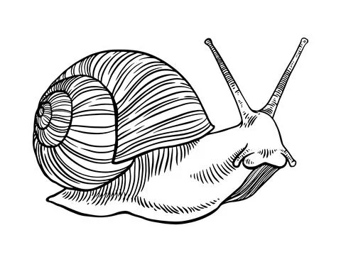 Line art snail Stock Illustration
