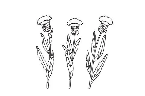 Line art three branches cornflower isolated on white background. Hand drawn.. Stock Illustration