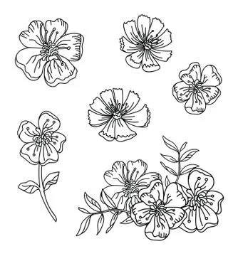 Line art vector set of buttercup flowers Stock Illustration