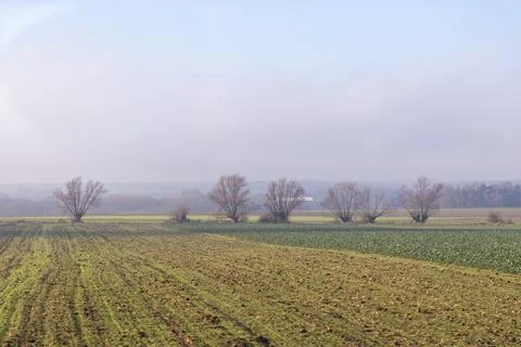 A line of bare deciduous trees stands across a vast agricultural field during a Stock Photos