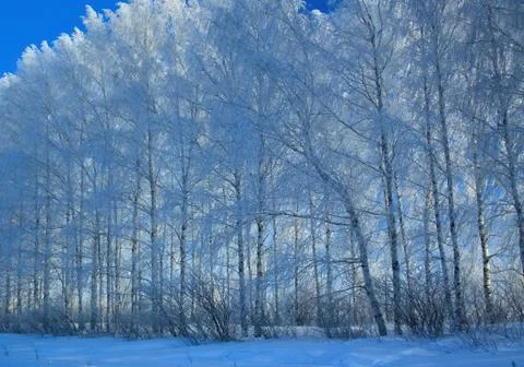 A line of birches in a deep snowdrift on scintillating snow, in frosty clear  Stock Photos