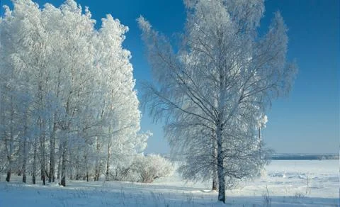 A line of birches in a deep snowdrift on scintillating snow, in frosty clear  Stock Photos