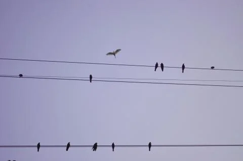 Line of birds Stock Photos
