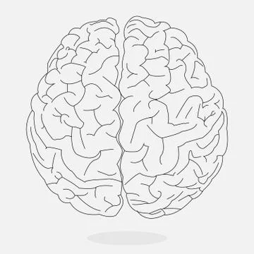 Line of brain Stock Illustration