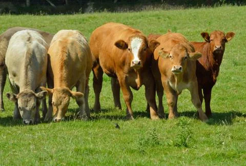 Line of brown cows Stock Photos