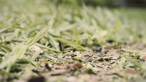 A line of busy ants from a colony (tiny industrious insects) carrying food Video stock 111523178