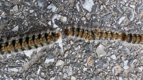A line of caterpillars of the pine processionary moth 스톡 동영상 256847036