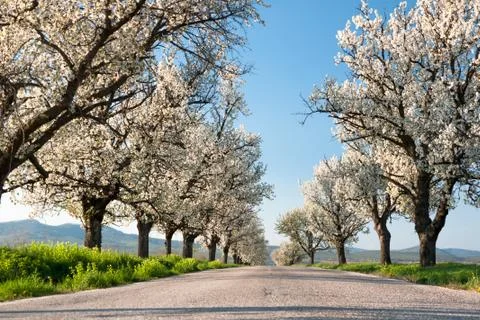 Line of cherry trees Stock Photos
