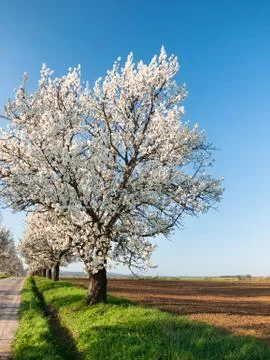 Line of cherry trees Stock Photos
