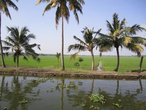 Line of coconut tree Stock Photos