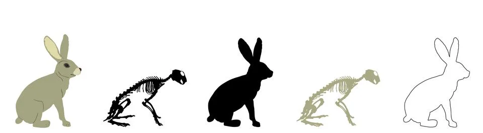 Line contour rabbit skeleton vector silhouette illustration Stock Illustration