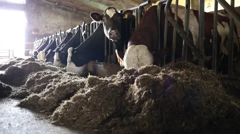 Line of cows eating Stock Footage 67382287