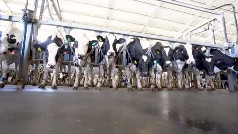 Line of dairy cows being milked in a parlor Stock Footage 340518040