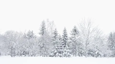 Line of deciduous and coniferous trees in snowy winter landscape Stock Footage 328807161
