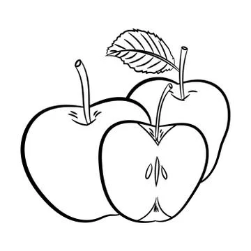 Line Drawing of Apples -Simple line Vector Stock Illustration