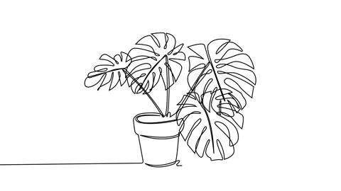 Line drawing art of Monstera tree in pots on white background Stock Footage 152620217