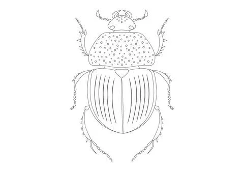 Line drawing of a beetle insect with detailed body parts Stock Illustration