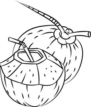 Line Drawing of Coconuts -Simple line Vector Stock Illustration