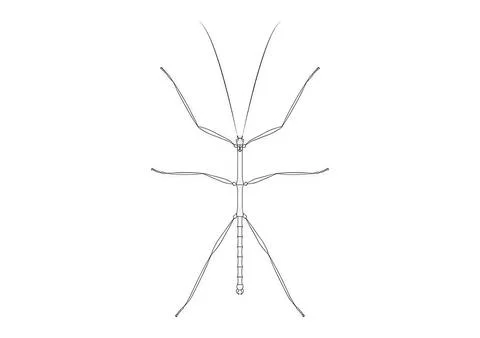 Line drawing of a dragonfly insect on a white background イラスト素材
