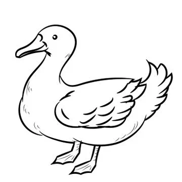 Line Drawing of Duck -Simple line Vector Stock Illustration