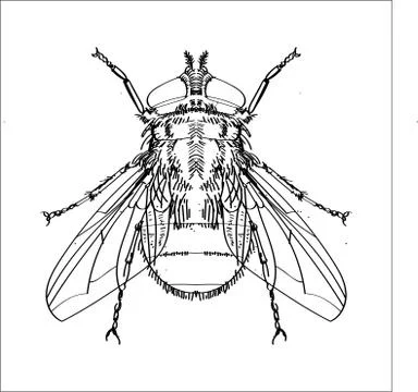 Line Drawing of fly -Simple line Vector Stock Illustration