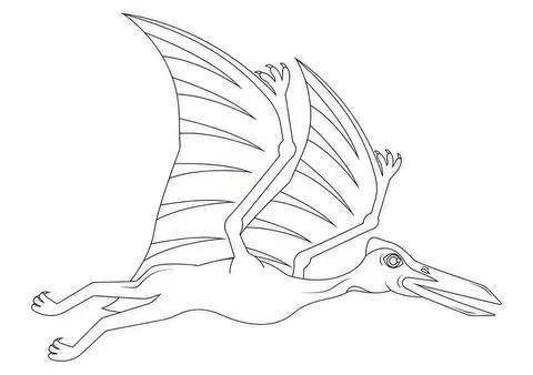 Line drawing of a flying bird with large wings and long beak Stock Illustration