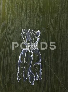 A line drawing image on a natural wood grain background. a bunch of carrots Stock Illustration